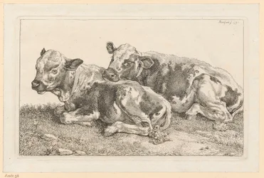 Two calves