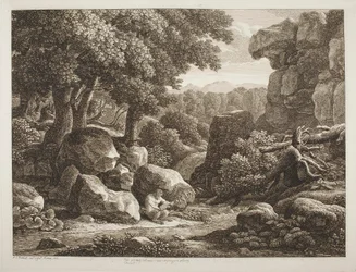 Forest Landscape