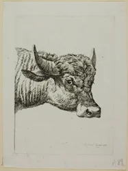 Head of a Buffalo, from Die Zweite Thierfolge