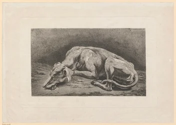 Sleeping Greyhound
