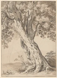 Two Intertwined Oak Trees