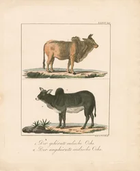 Horned and Hornless Indian Oxen