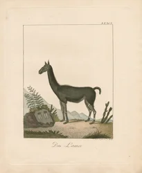 The Llama