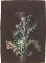 Thistle with Insects, c. 1755