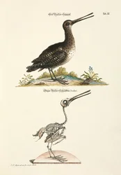 Black-tailed Godwit and its Skeleton