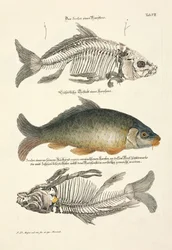 Common Carp with Skeleton