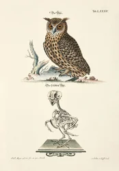 Eagle Owl and its Skeleton