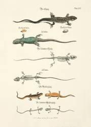 Lizards and their Skeletons