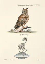 Long-eared Owl and its Skeleton
