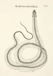 Skeleton of the Common Snake