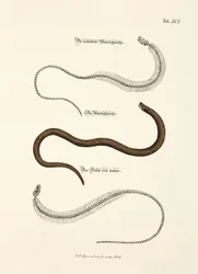 Slow Worm and its Skeleton