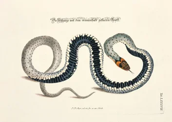 Snake with Orange-Spotted Head