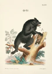 The Bear