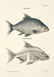 The Common Bream and its Skeleton