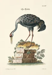 The Crane