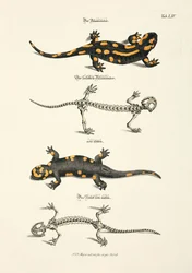 The Fire Salamander with Skeleton