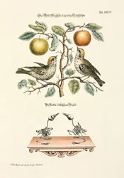 The Robin of Both Sexes