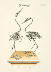 The Skeletonized Herons