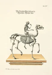 The Skeletonized Horse with a Human Skeleton Riding