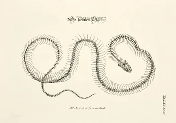 The Skeletonized Snake