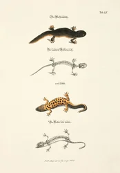 The Water Newt with Skeleton
