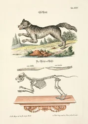 The Wolf