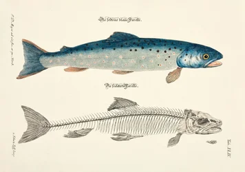 The Blue Trout and its Skeleton