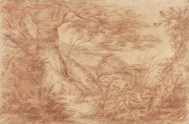 Plants and Grasses by Old Willow Trunks