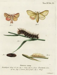 Drinker Moth, Euthrix potatoria