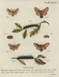 Eastern Eggar, Eriogaster Catax