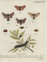 Eastern Eggar and Small Eggar Moths