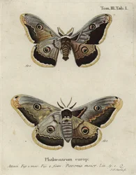 Emperor Moth, Saturnia Pavonia