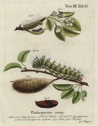Emperor moth, Saturnia pavonia, larva, pupa, chrysalis