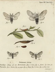 Lesser puss moth, Cerura erminea