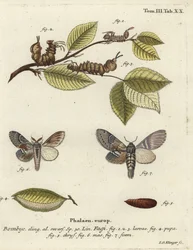 Lobster moth, Stauropus fagi