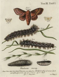 Muslin Footman and Oak Eggar Moths