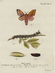 Odonestis pruni moth.