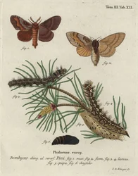 Pine tree lappet, Dendrolimus pini