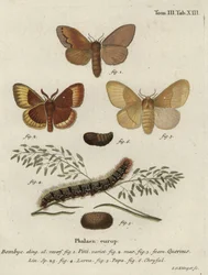Pine Tree Lappet and Oak Eggar Moths