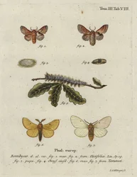 Small Lappet and Autumn Silkworm Moth