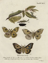 Tau emperor moth, Aglia tau.