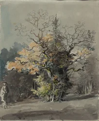 Group of Trees before a Forest