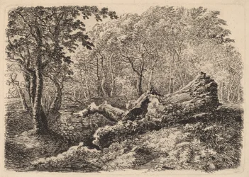 Mouldering Tree Trunk