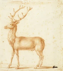 A Stag, 17th century