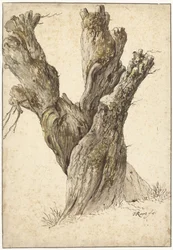 A Pollarded Willow