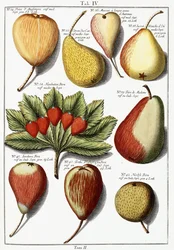 Various pear species, 1760-1766
