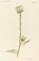 Milk Thistle