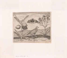 Series of Prints with Flowers and Animals in a Landscape