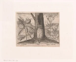 Series of Prints with Flowers and Animals in a Landscape Landscape with Medlar, Lily, and Owl