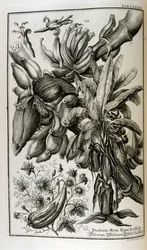Biblical Plants and Fruits Including Mandrake and Melon